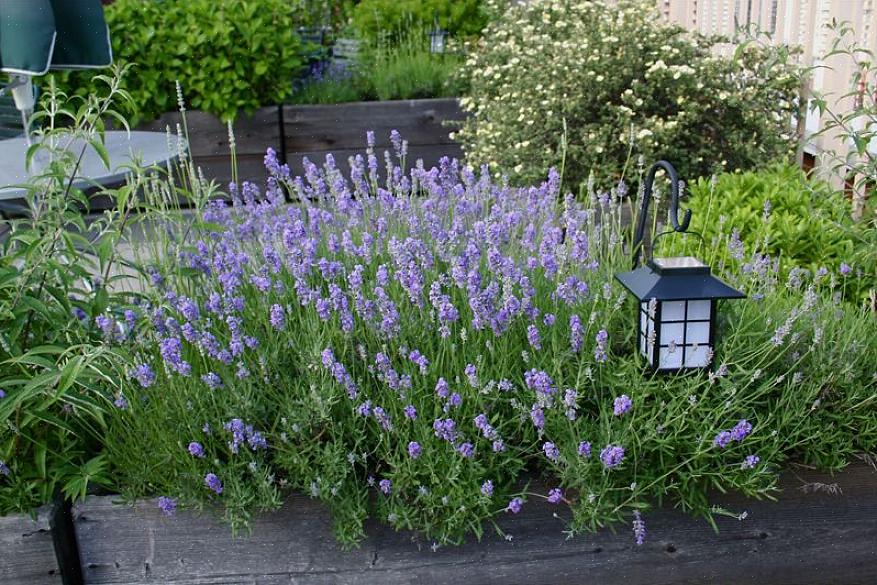 Você não terá que continuar regando suas plantas de lavanda