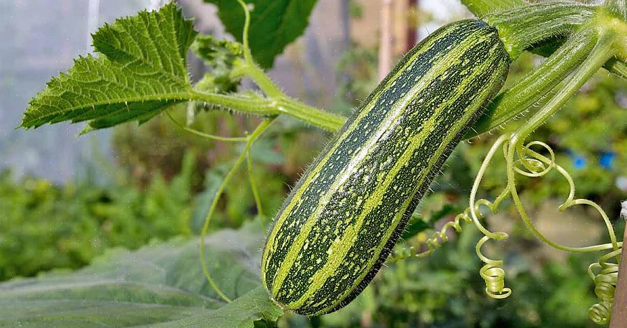 A de inverno devem ser incluídas ao plantar uma horta