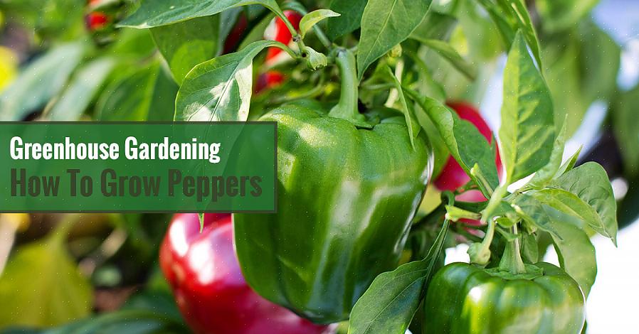 Você deve decidir se deseja começar seu jardim de pimenta com semente ou planta
