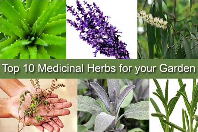 Uma das plantas medicinais mais curativas que devem ser incluídas em uma seção de jardim de remédios