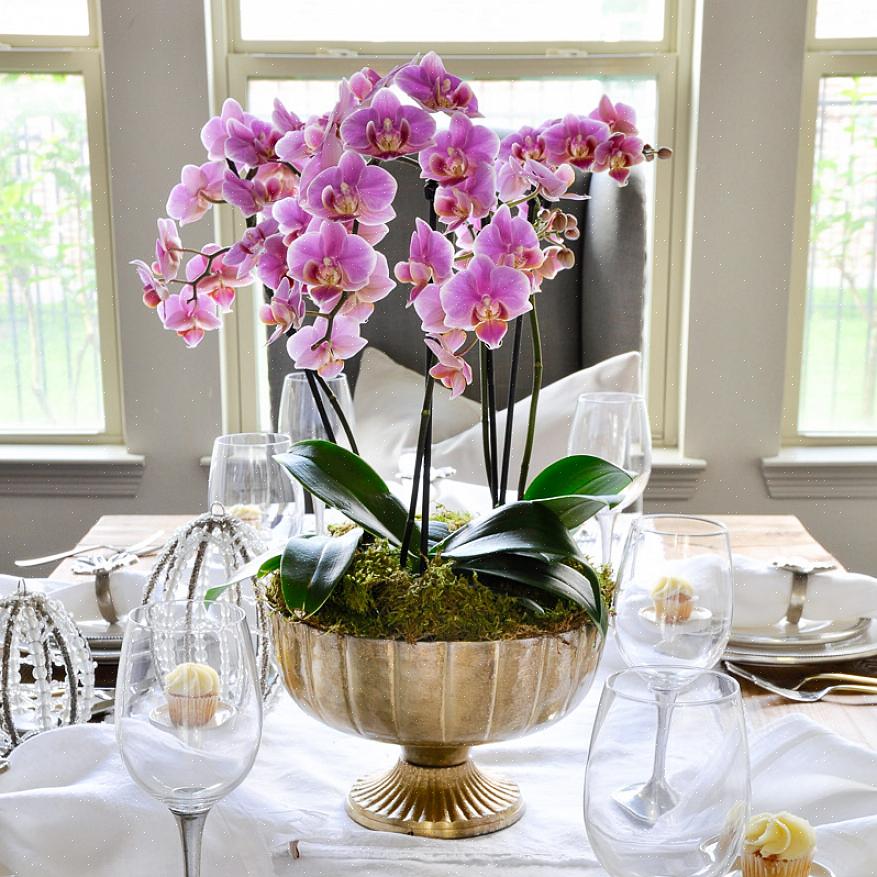 As orquídeas fazem um dos arranjos de flores mais grandiosos