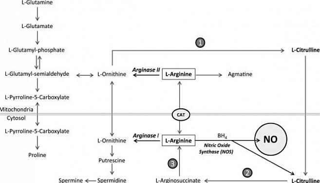 A L-arginina tem vários benefícios quando relacionada a problemas sanguíneos ou cardíacos em vários