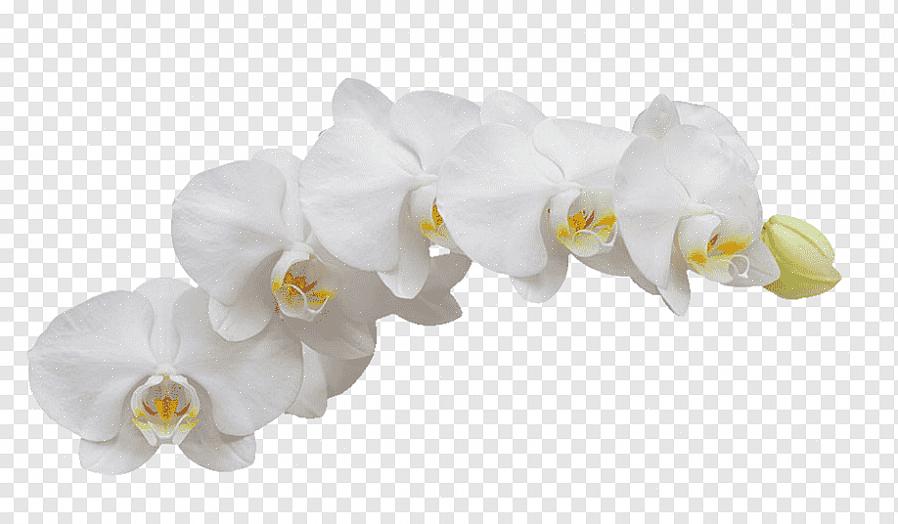 A maioria das ocasiões no mundo são celebradas com flores brancas como orquídeas