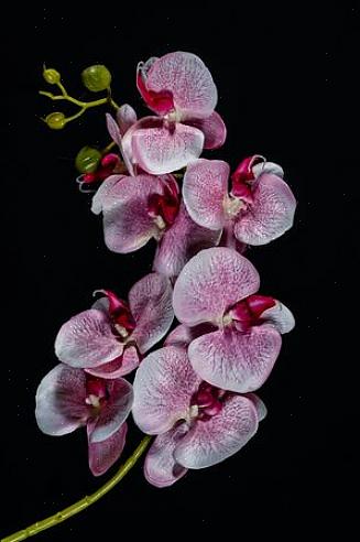 Se você está procurando orquídeas brancas