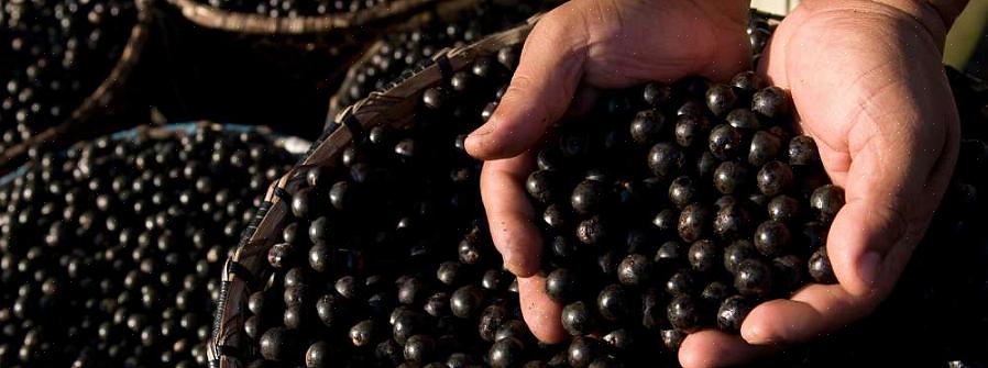 Vem da palmeira de açaí nativa das florestas tropicais amazônicas