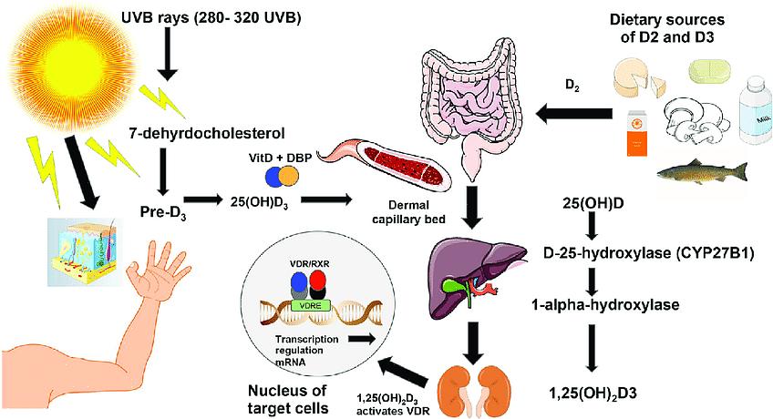 Alimentos fortificados com vitamina D estão agora amplamente disponíveis