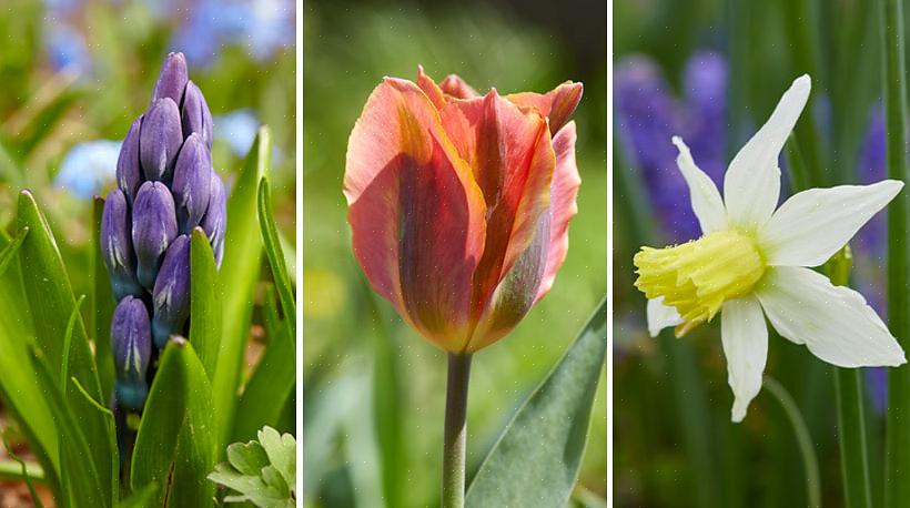 Se você está planejando plantar bulbos de flores