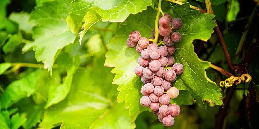 Período de cultivo - a maioria das variedades de uvas precisa de uma temporada de cultivo de pelo menos 140
