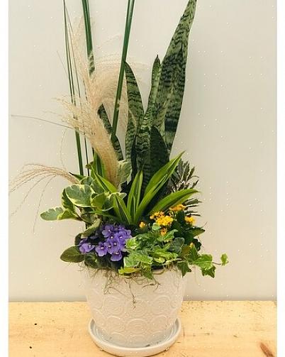 Oferecer plantas com flores dentro de casa seria muito atencioso