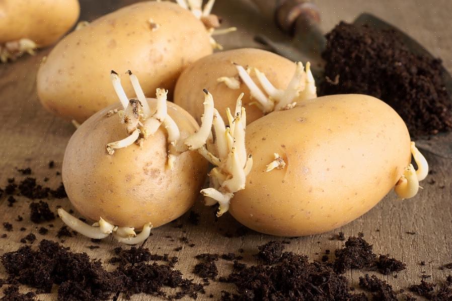 Você pode comprar batatas-semente em um centro de jardinagem ou online