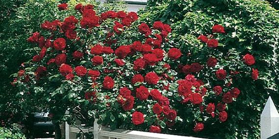 Há uma abundância de roseiras para percorrer até você dominar a arte necessária para cultivar um jardim