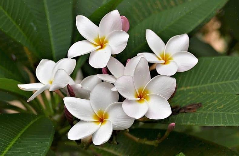 Se você está comprando flores tropicais