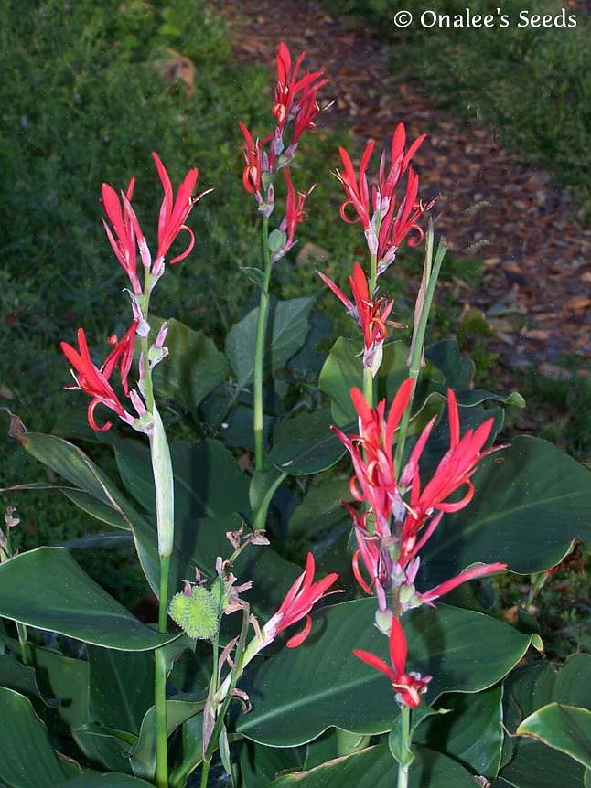 Os lírios-canna são perenes que vêm em tons de vermelho