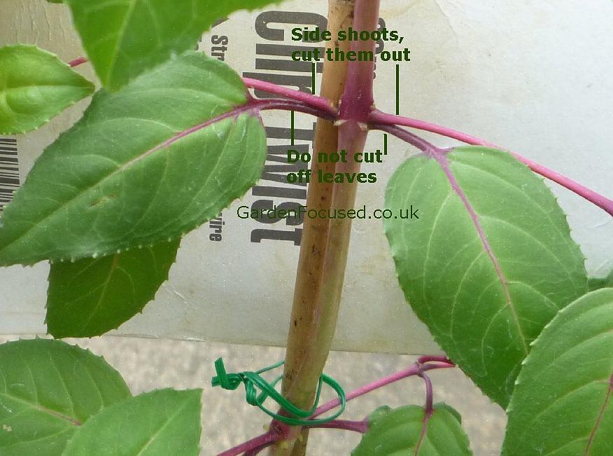 Como exatamente você cuida de um fúcsia quando as temperaturas começam a cair