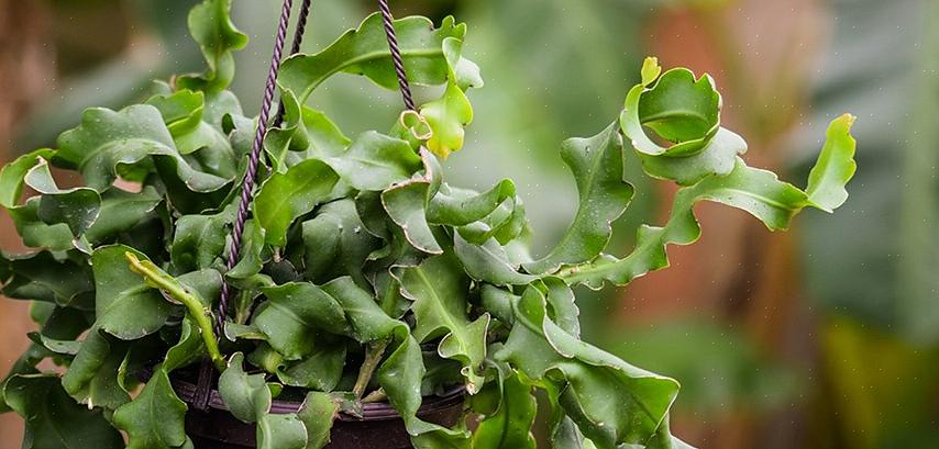 Um cacto de orquídea desabrocha grandes flores nas cores branca