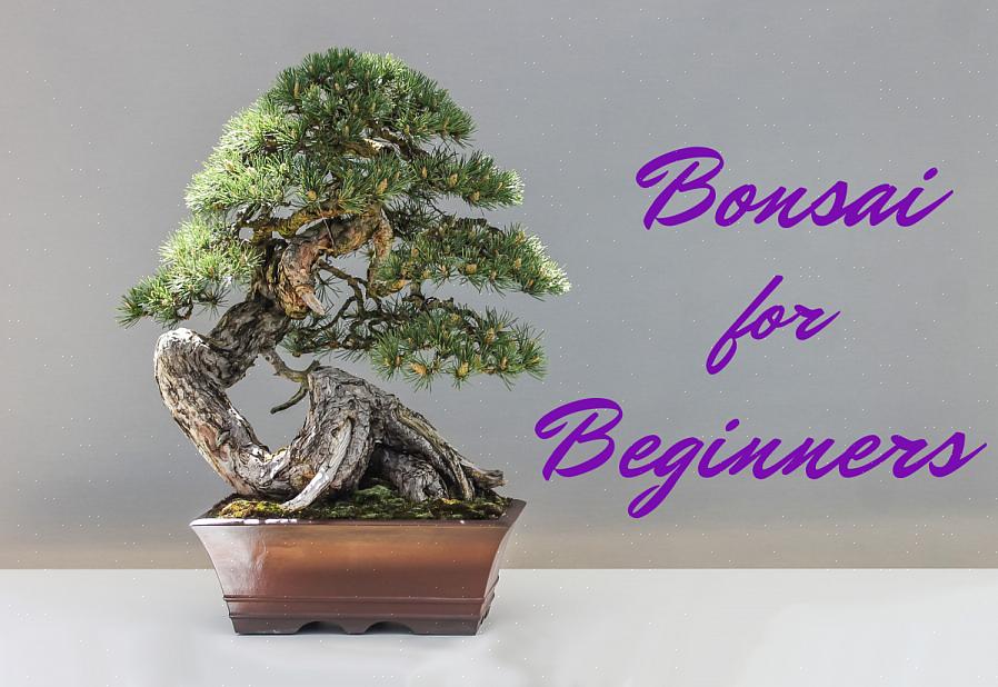 Alguns dos melhores bordos para usar no bonsai são os bordos vermelhos