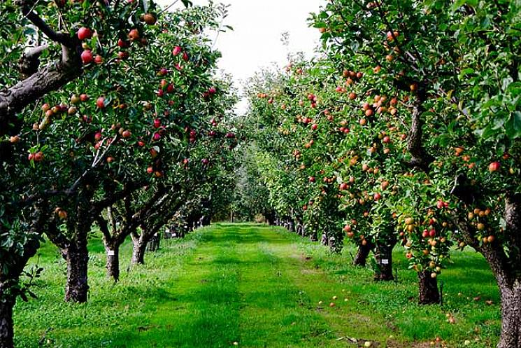 As macieiras estão disponíveis em variedades anãs