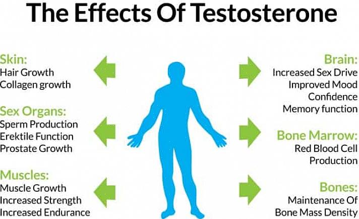 Isso mostra que as dietas com baixo teor de gordura reduzem os níveis de testosterona total