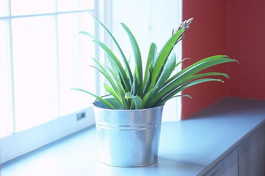 Decida se as plantas vão parar na janela