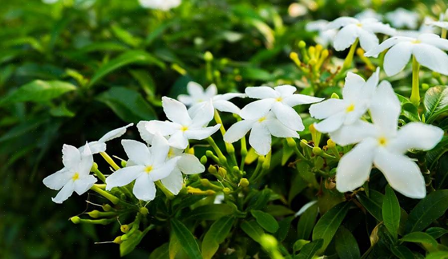 Mas se você estiver usando uma planta que tenha uma fragrância forte