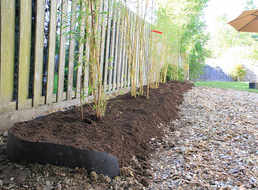 Se o seu jardim já tiver uma propagação de bambu existente