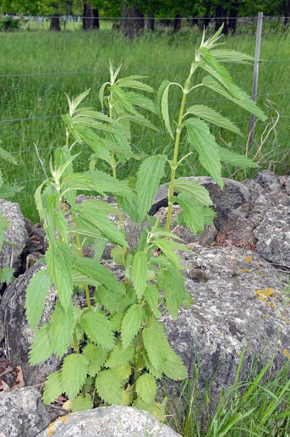 Colete apenas plantas com menos de 15 cm de altura