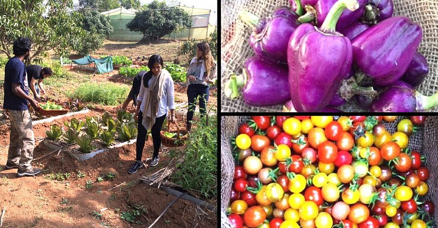 As empresas online oferecem uma ampla seleção de sementes de vegetais exóticas que você geralmente