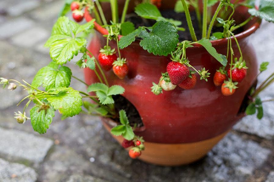 Se você estiver interessado em cultivar um morango