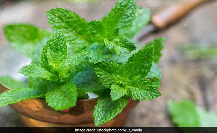 Ele terá o mesmo propósito que o doce de hortelã-pimenta