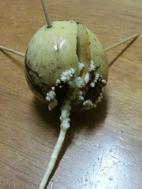 Para fazer crescer um caroço de abacate