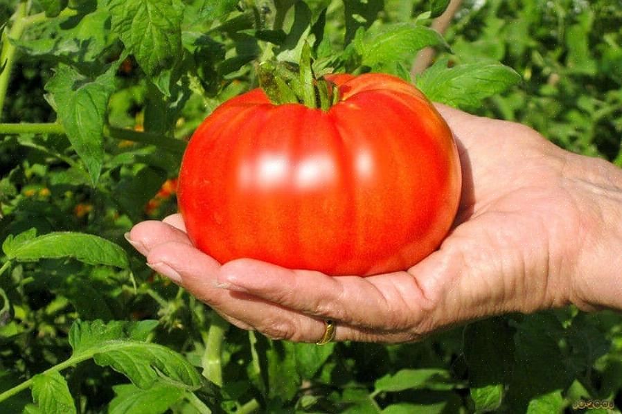 Tomates para bife crescem melhor em solo que não foi plantado com tomate ou berinjela nos últimos três anos