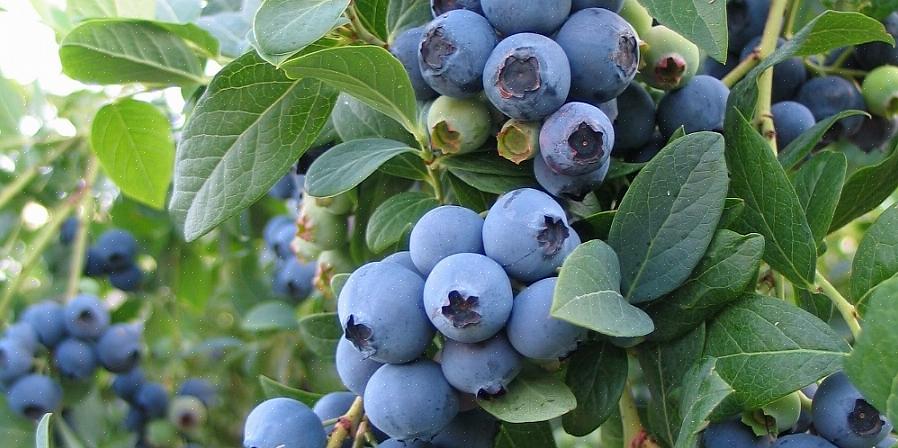 Os mirtilos estão sempre no topo da lista das frutas mais saudáveis para comer