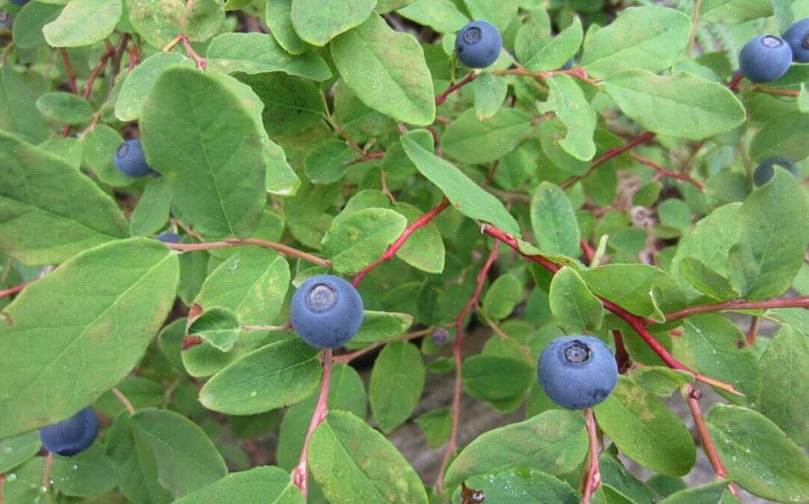 Você pode cultivar mirtilos em recipientes de plantas com grande sucesso