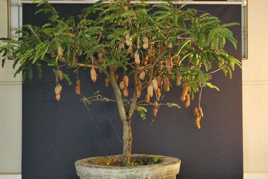 Os especialistas em bonsai dizem que a melhor maneira de aproveitar o hobby é experimentar coisas novas