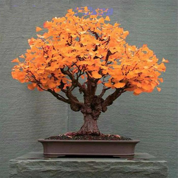 Os especialistas dizem que a melhor época para cultivar um bonsai é durante a primavera
