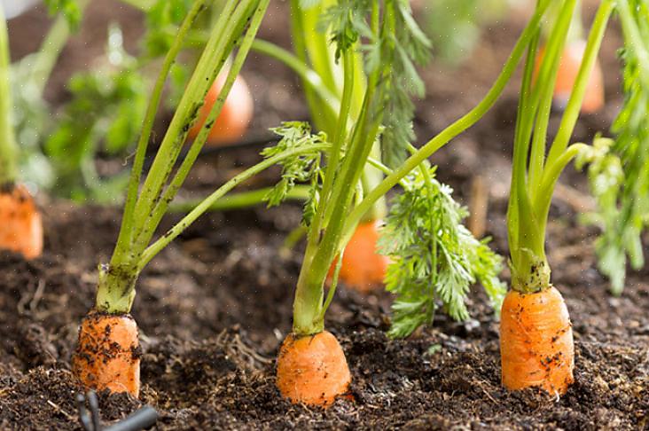 Para evitar que as pragas destruam sua colheita de cenoura