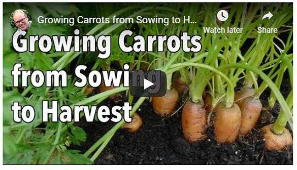 As cenouras gostam de crescer em solo úmido