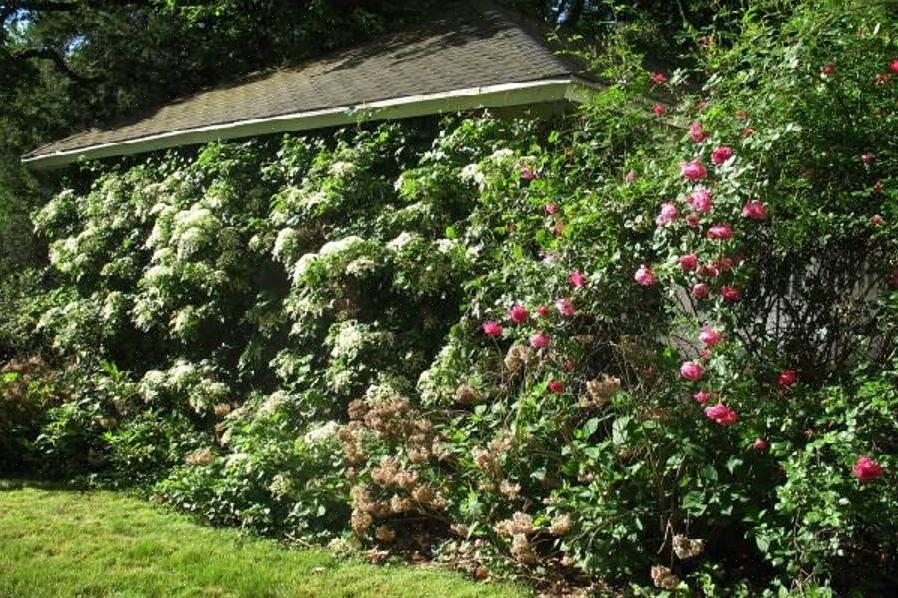 A hortênsia escalada é uma ótima maneira de ter tanta beleza com o mínimo de esforço