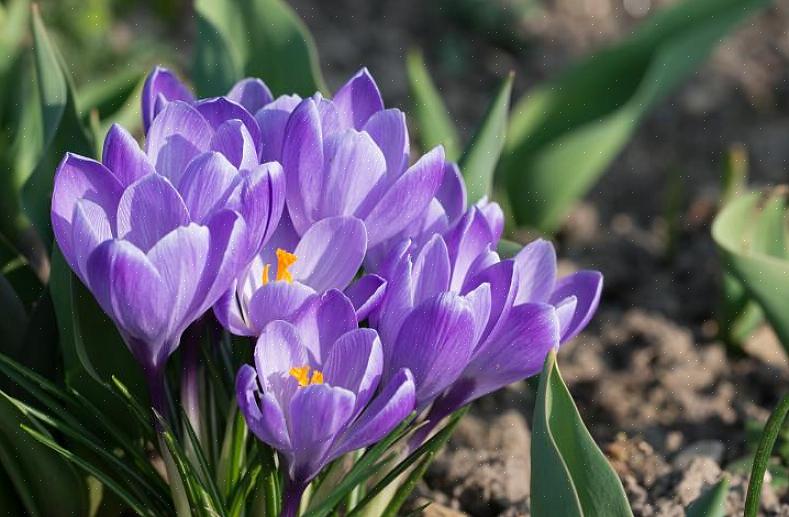 Plantas de açafrão florescem na primavera com lindas flores pequenas