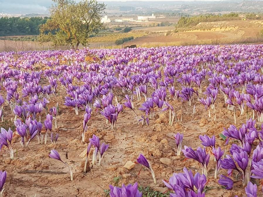 Para cultivar bulbos de flores de açafrão