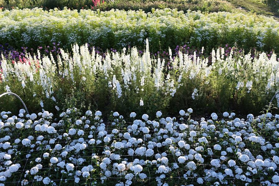 Algumas flores tornam-se muito grandes e