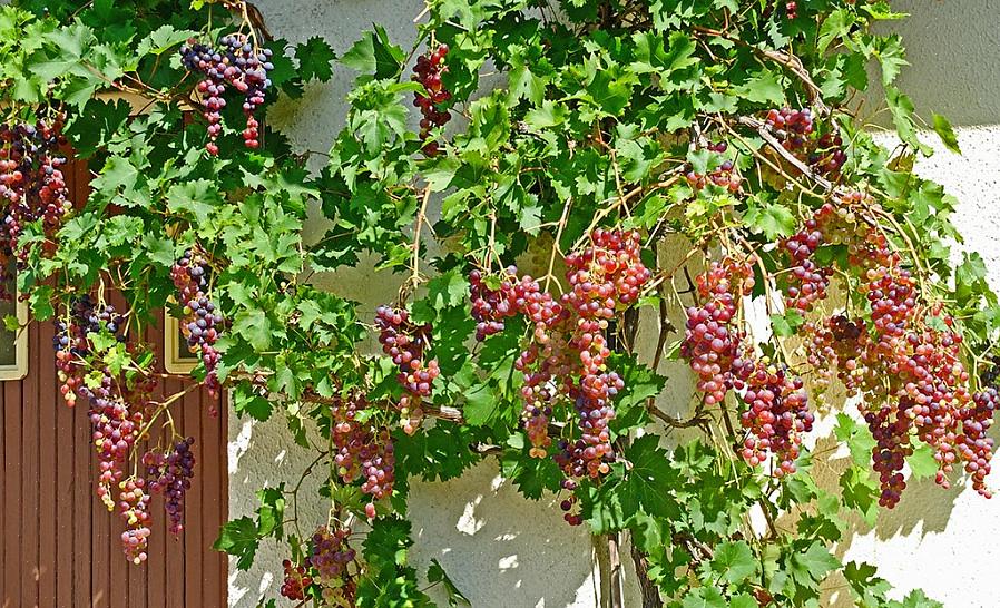 O cultivo de uvas é possível até mesmo em seu quintal