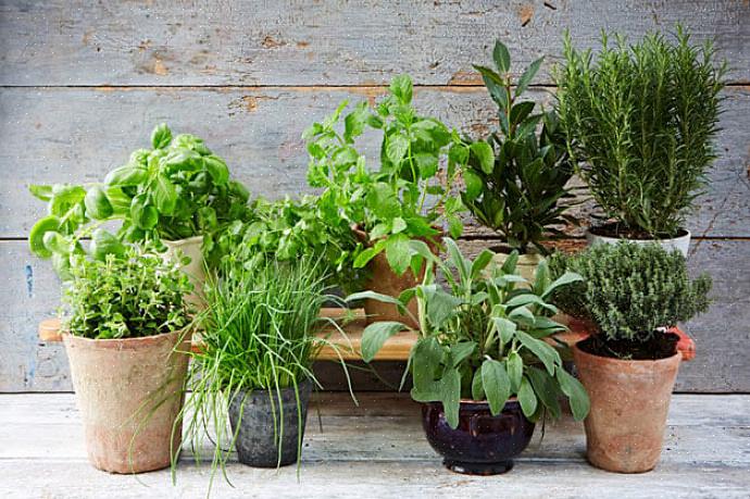 Ervas comuns a alguns dólares para ervas ou plantas herbáceas mais incomuns