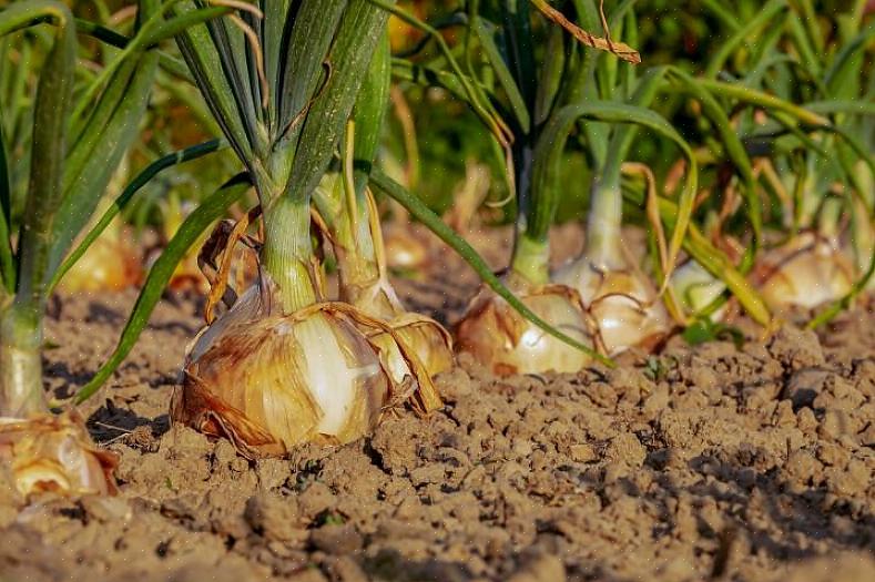 (Você deve plantar as mudas que são cultivadas dentro de casa ao mesmo tempo em que semeia as sementes