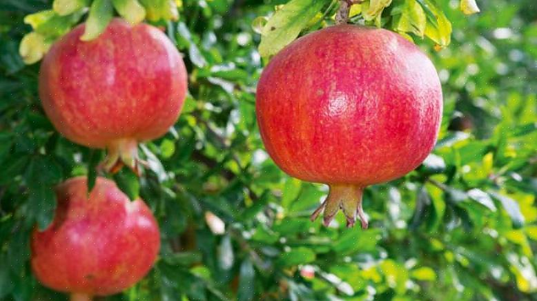 Se você pretende cultivar sua própria romã em sua propriedade