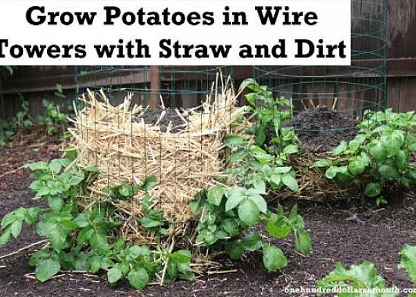 Você pode usar pneus velhos para cultivar batatas neles