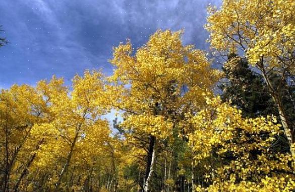 As árvores de Aspen crescem bastante rápido