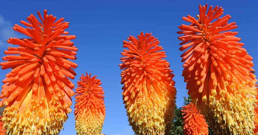 Também conhecida na comunidade científica como Kniphofia Uvaria