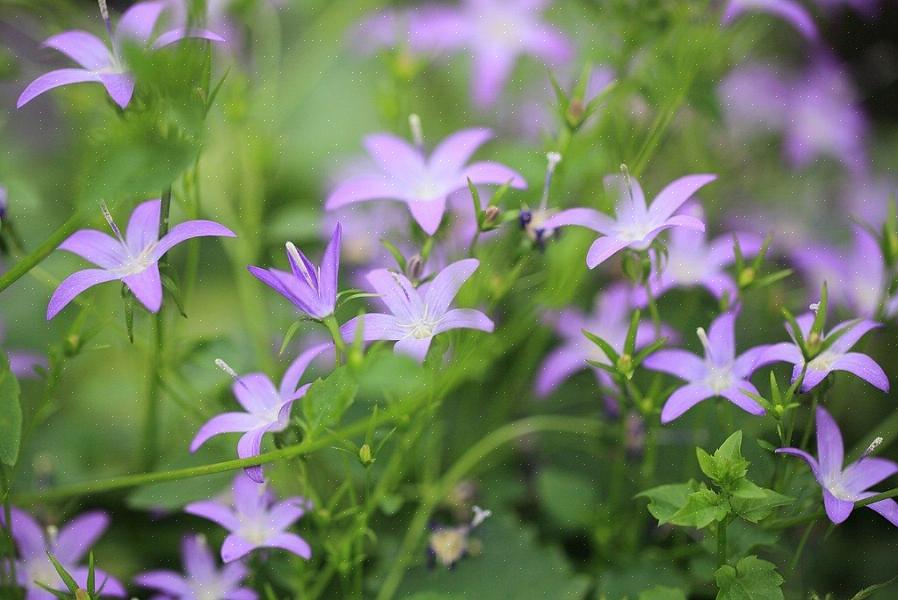 O sérvio Bellflower cresce a partir de sementes