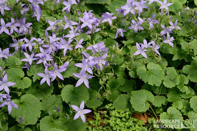 Uma das plantas perenes mais populares é a sérvia Bellflower